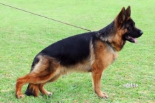 public/dog_images/537/1719239607.Danko di Casa Beggiato.jpg